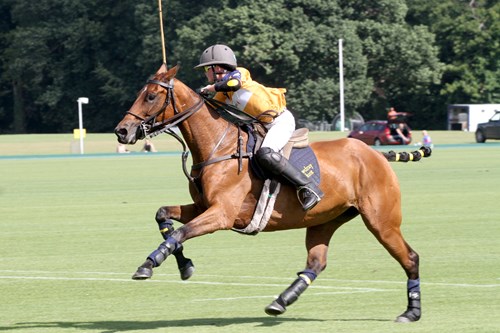 Gallery Image for Pony Club