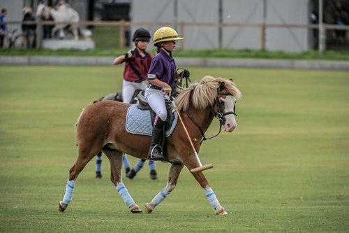 Gallery Image for Pony Club